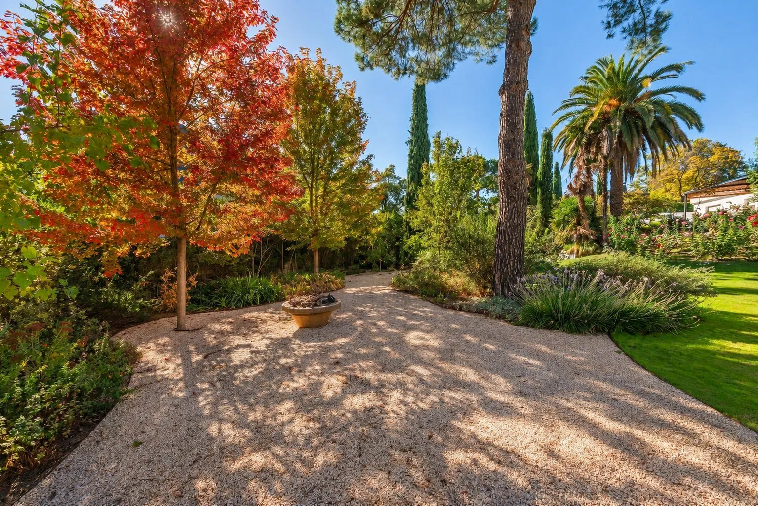 El jardín en otoño, con un arce rojo y un camino de grava